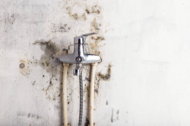  Burlington, KY Mold Removal Pros