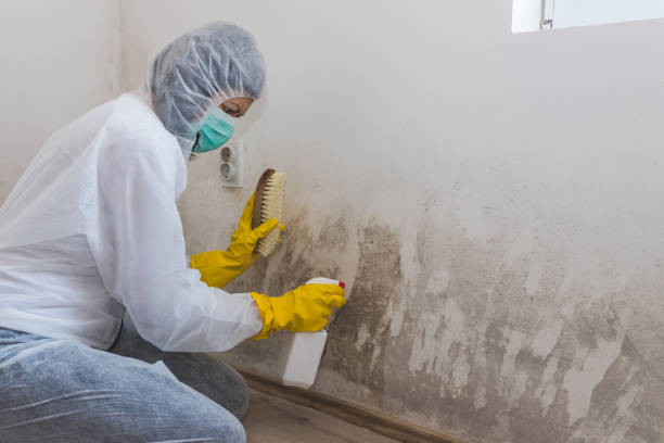 Best Attic Mold Removal  in Burlington, KY
