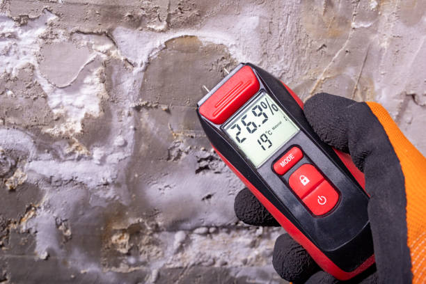 Best Mold Remediation  in Burlington, KY