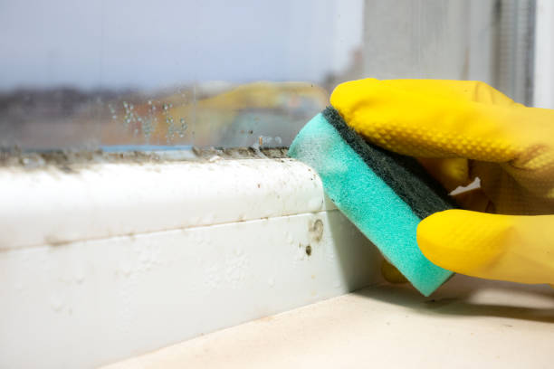 Best Home Mold Removal  in Burlington, KY