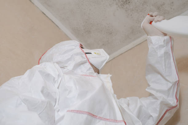 Best Mold Removal Company Near Me  in Burlington, KY