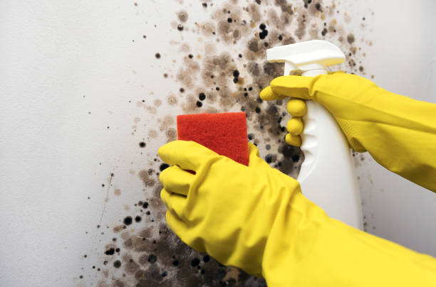 Reliable Burlington, KY Mold Removal Solutions
