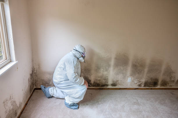 Best Affordable Mold Removal  in Burlington, KY