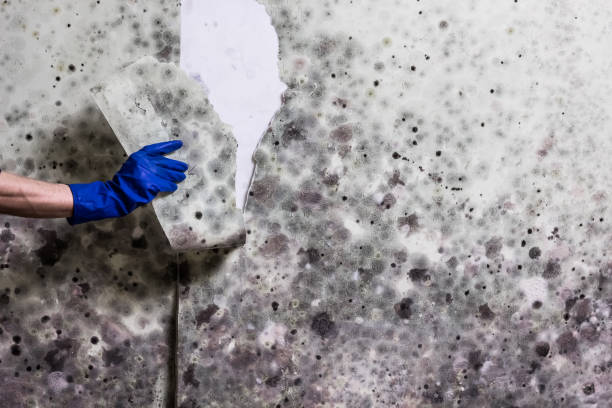 Best Emergency Mold Removal  in Burlington, KY