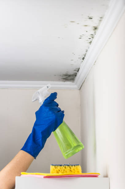 Best Local Mold Removal Service  in Burlington, KY